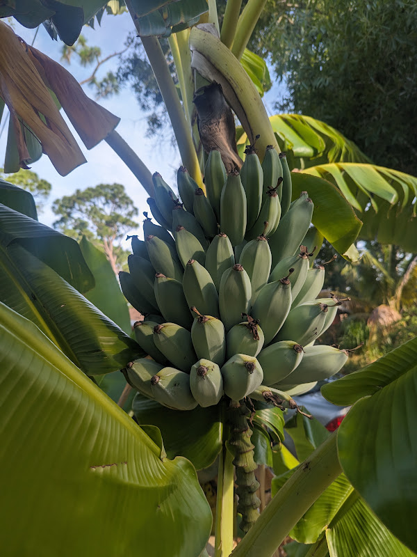 Orinoco Banana growing at Garden of the Arts