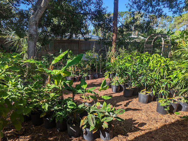 Fruit trees for sale at Garden of the Arts