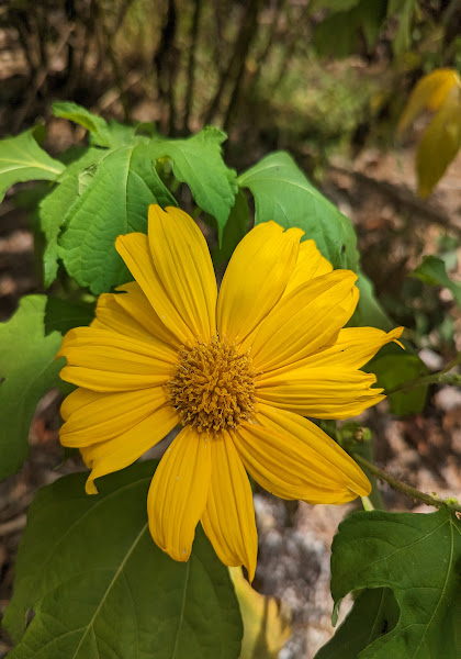 Support species for permaculture gardens for sale at Garden of the Arts edible plant nursery