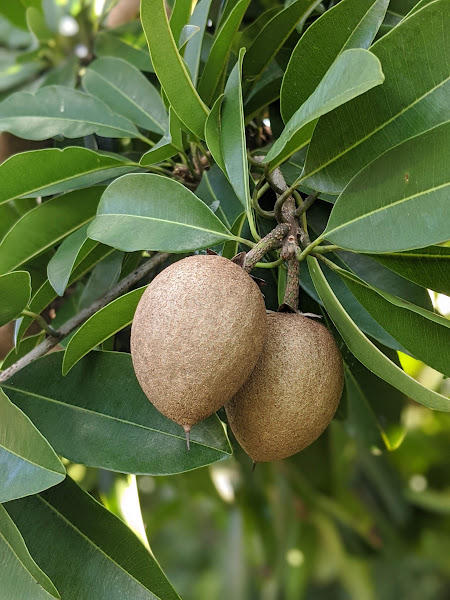 Fruit trees for sale at Garden of the Arts edible plant nursery